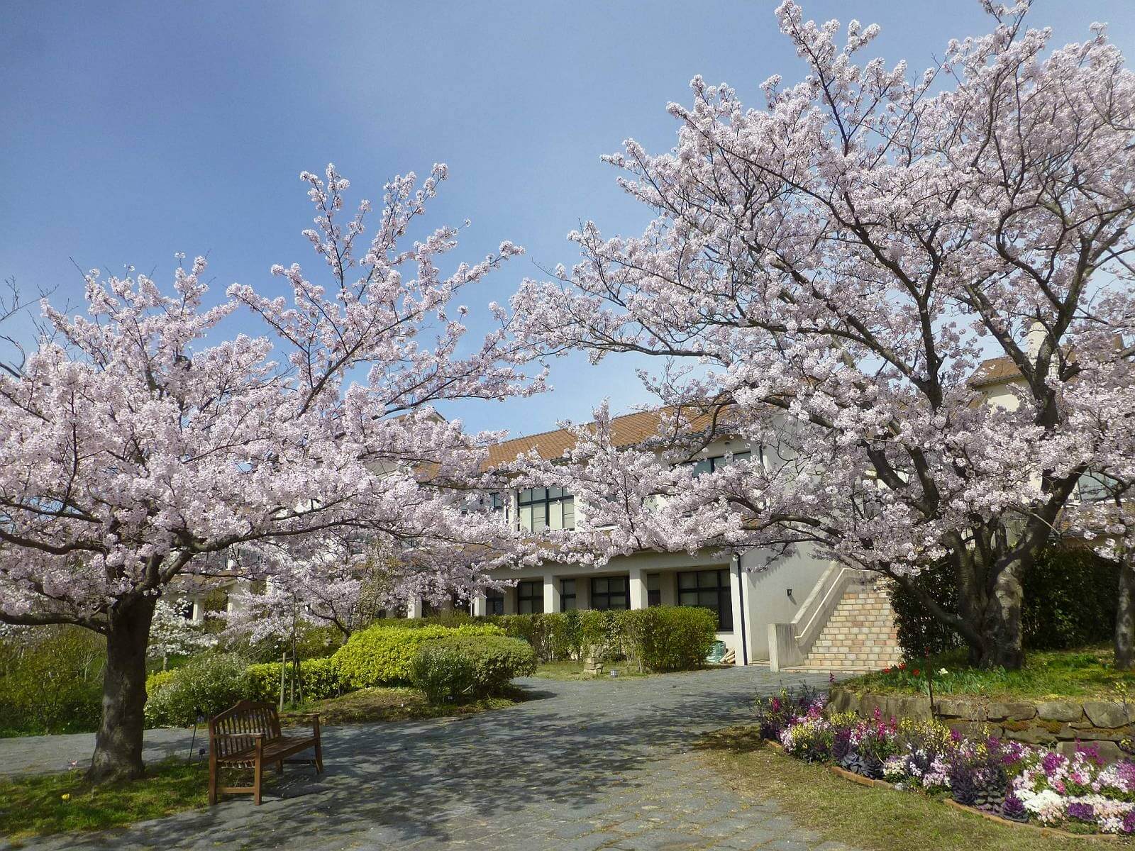 敷地内に満開の桜が咲いており、桜の下にはベンチが置かれている